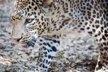 A closeup of the leopard. Beautiful animals.の写真素材