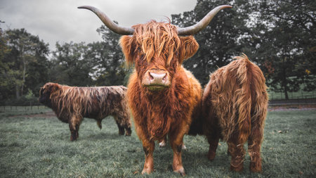 The Highland Cattle in a field in Scotland