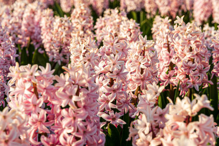 A closeup shot of blooming pink hyacinth flowersの写真素材