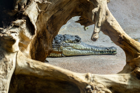 An alligator resting behind a wooden structureの写真素材