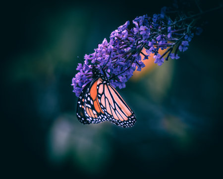 A selective focus shot of a Danaida monarch on jacarandaの写真素材