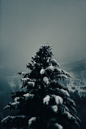 A vertical shot of a snowy pine tree in a mountain forestの写真素材