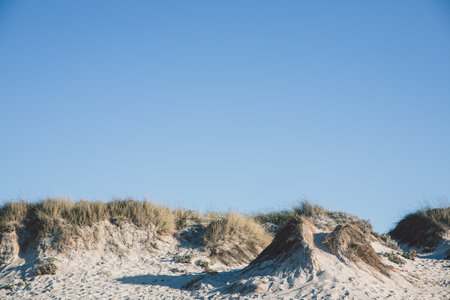 A closeup shot of growing vegetation and sand dunes on a beach