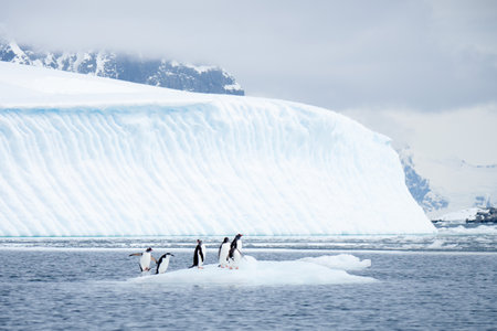 A waddle of Gentoo penguins on the ice in the daylight in Antarcticaの写真素材