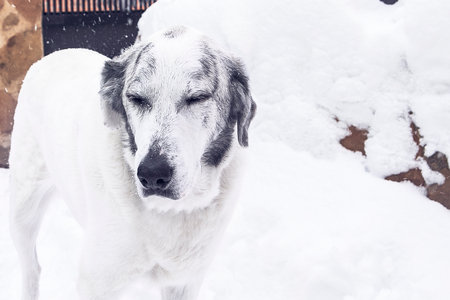 A close-up shot of alabai dog outside in winter weather.