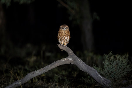 A small owl perched on a branch in the forest at nightの写真素材