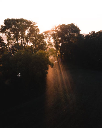 A vertical shot of the sunlight shining through the full trees
