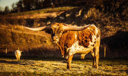 A brown and white cow in a field at sunsetの写真素材