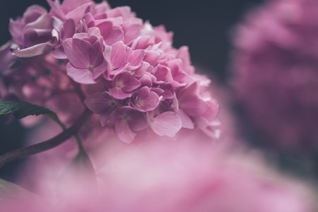 The name hydrangea comes from the Ancient Greek words for 'water vessel', 'hydor' and 'angos'.の写真素材