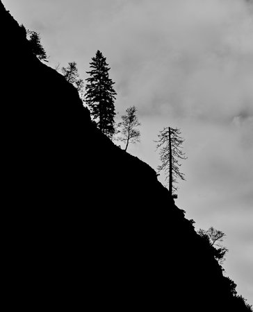 A vertical shot of the trees on the hill in grayscaleの写真素材