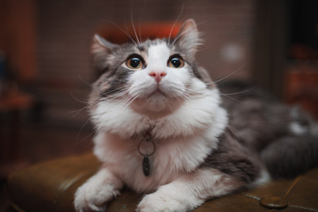 A shallow focus of a gray and white furry catの写真素材