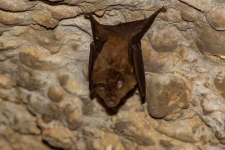 A closeup shot of a batの写真素材