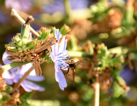A closeup of a helophilus trivittatus on a flower in a garden under the sunlight
