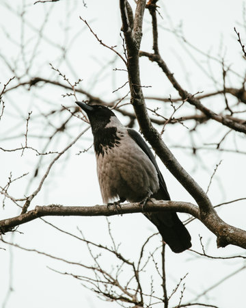 A vertical shot of a Hooded crow perched on a branch