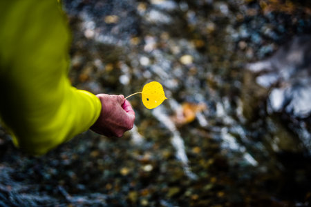 A person holding a yellow fallen leaf