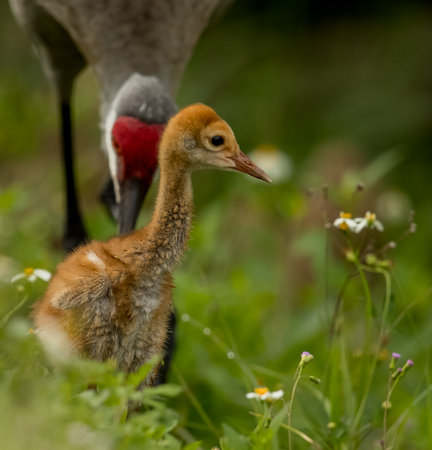 A closeup shot of a Sandhill crane and a nestlingの写真素材