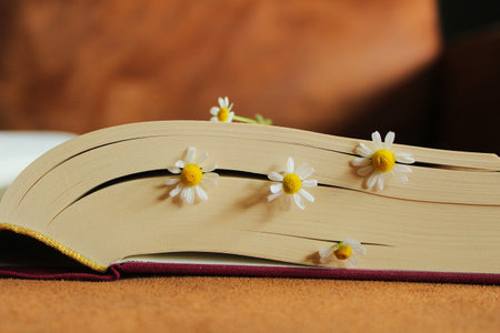 Artistic photography of chamomile between pages to express the importance of reading and books.の写真素材