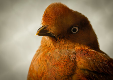A closeup of a brown Andean cock-of-the-rock looking with a gray blurred background