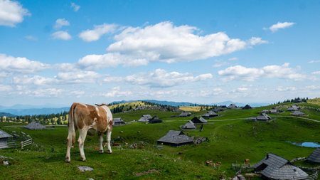 The cows grazing in the green field in Velika Planina, Slovenia. Town on the top of the Alps.の写真素材