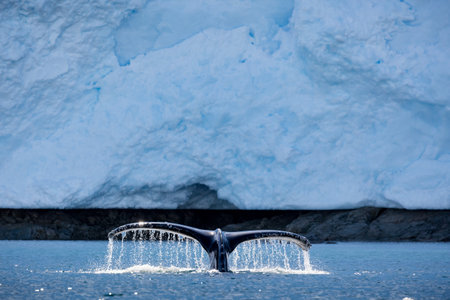 A closeup of a Humpback whale diving into the ocean in Antarctica