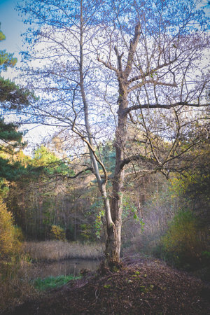 A vertical shot of a tree in a forest on a beautiful day in winter
