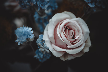 A closeup shot of beautiful roses on a dark backgroundの写真素材