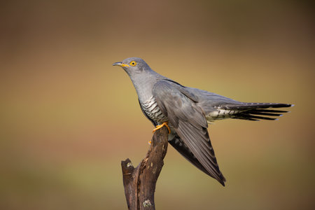 A closeup shot of a cuckoo bird on the tree branch