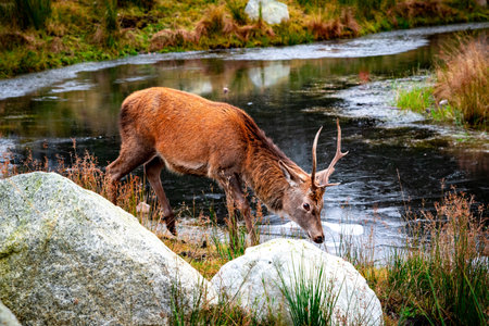 A closeup of a red stag near a pond surrounded by rocks and greenery in Glencoe, Scotlandの写真素材