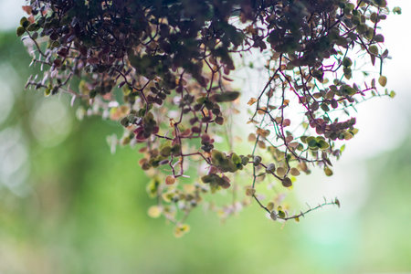 A closeup shot of a hanging plantの写真素材