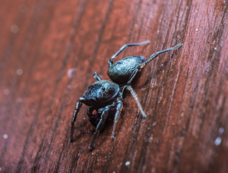 A Macro shot of a Heliophanus clack spider insect on wooden backgroundの写真素材