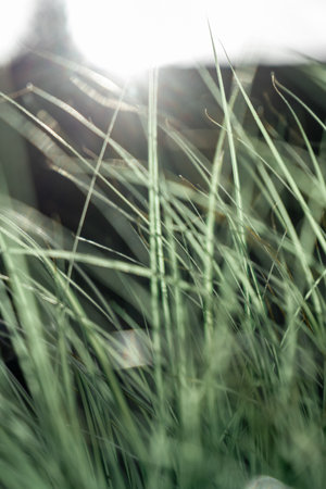 A vertical closeup shot of thin green grass blades