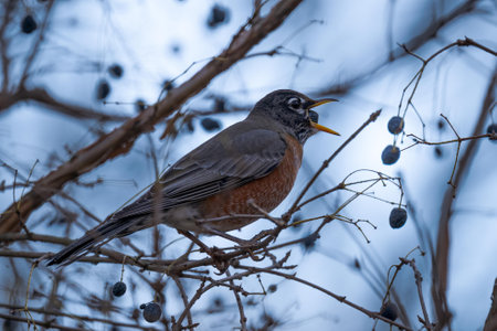 A shallow focus shot of an american robin perched on a branch swallowing a berry