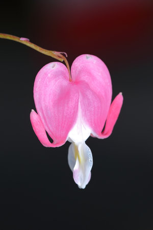 A vertical shot of a pink and white flower on a blurred backgroundの写真素材