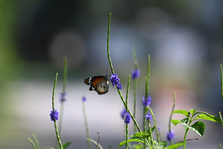 A selective shot of a butterfly on the flower plant