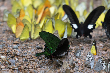Captured in a side view as a lot of yellow butterflies are around, a black and white, some other species, Paris Peacock, Papilio paris, Thailandの写真素材