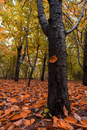 A vertical shot of a tree in a forest surrounded by colorful leaves during autumn