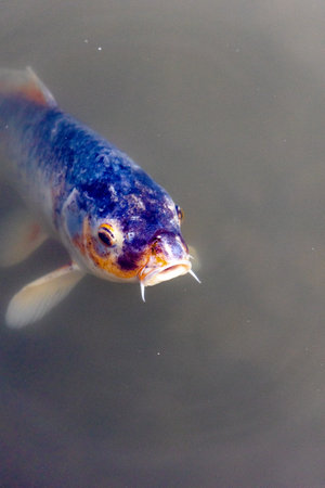 A vertical shot of a colorful fish in a water pond in a Japanese Garden