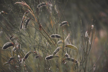 A closeup shot of some plants in a field in Toscana, Italy