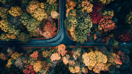 A top view shot of a road in a forest full ofo colorful autumn trees