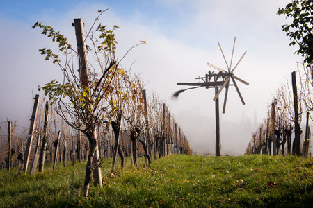 Impression from the beautiful vineyards in Southern Styria in Austria during autumnの写真素材