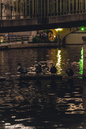 A vertical shot of birds perched on a wooden branch in a lake in San Antonio, Texasの写真素材