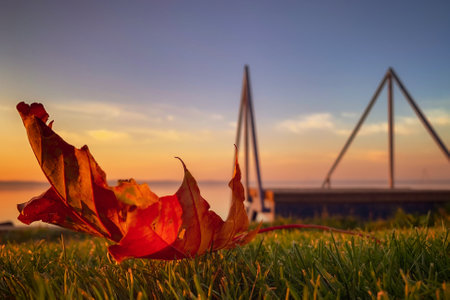 A closeup of a dry maple leaf on the grass with a lake in the background during the sunrise