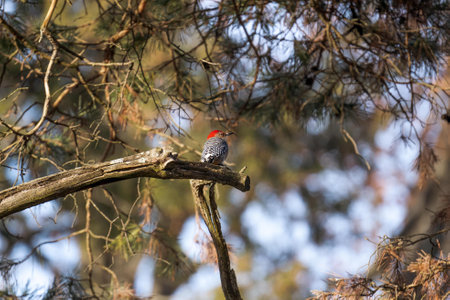 A shallow focus shot of a red-bellied woodpecker on a branch