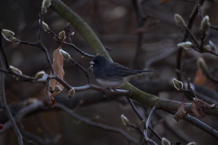 A male dark-eyed junco perched on a treeの写真素材