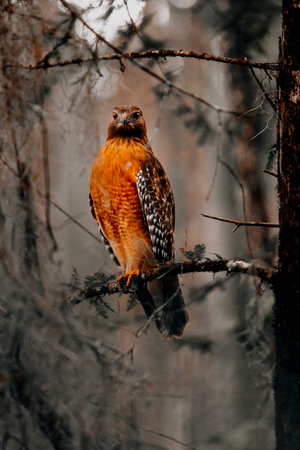 A vertical shot of a common buzzard perched on a tree branch in a forestの写真素材