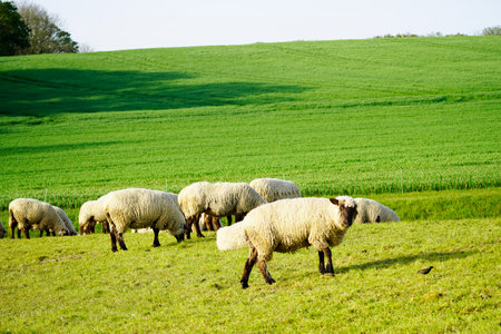 A beautiful view of a Flock of Sheep grazing in a pasture green meadow against a light sunny skyの写真素材