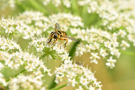 A closeup shot of a wasp sitting on a flower