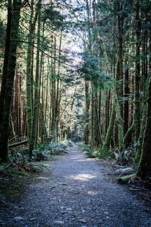 A beautiful shot of a forest walkway