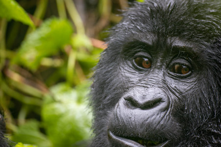 A portrait of a Highland Gorilla in Bwindi Impenetrable National Park, Ugandaの写真素材