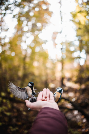 A vertical shot of a hand feeding great tit birds in the woodsの写真素材